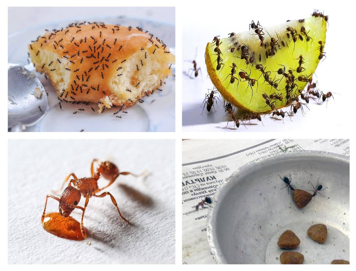 очему муравьи появляются в квартире